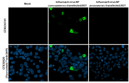 Anti-Influenza A virus Nucleoprotein antibody [HL1323] used in Immunocytochemistry/ Immunofluorescence (ICC/IF). GTX636741